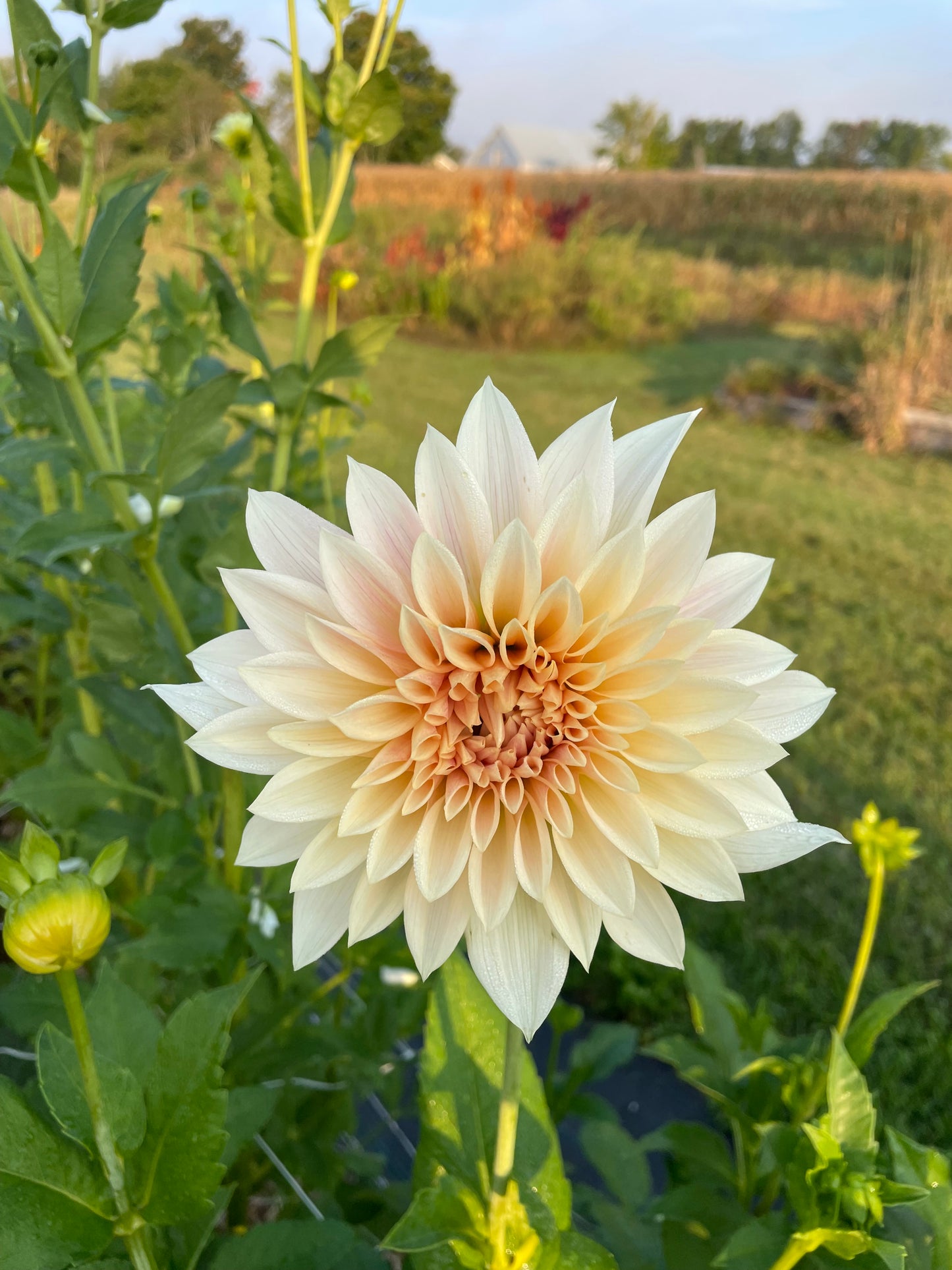 Jolene (Cafe Au Lait Mini)