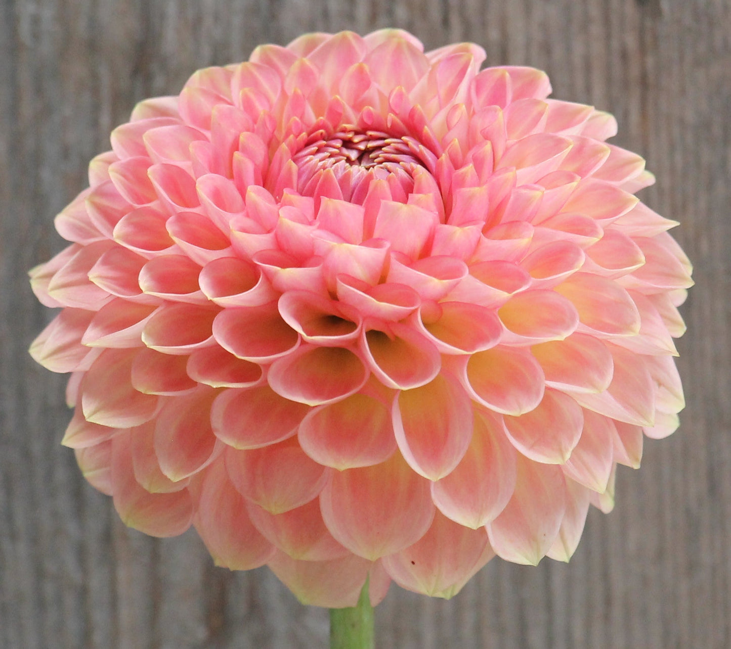 20th Ave Softer Peach