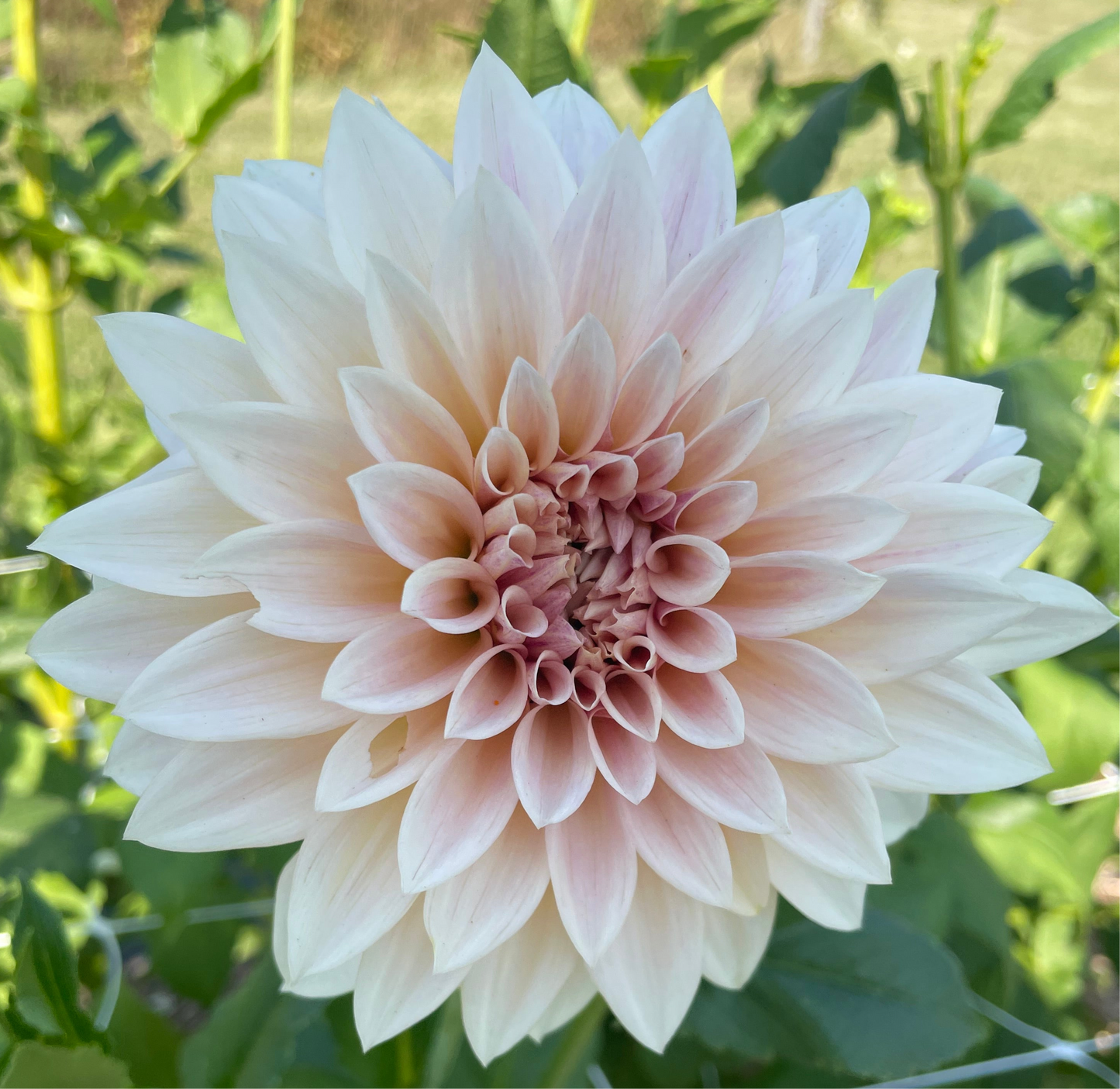 Jolene (Cafe Au Lait Mini)