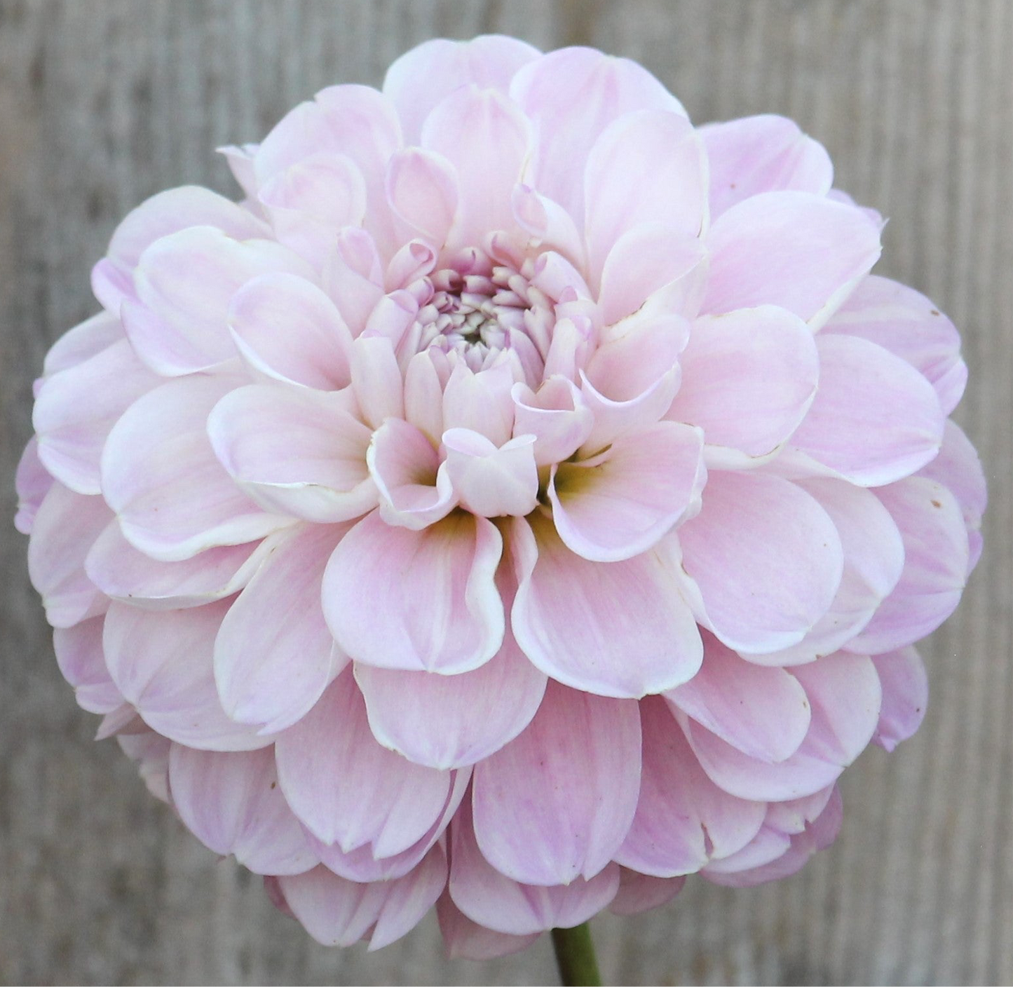 Marionberry Milkshake