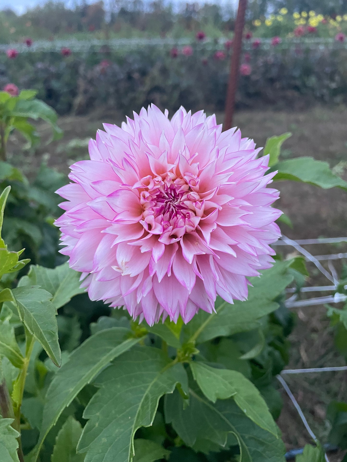 Hollyhill Pinkie