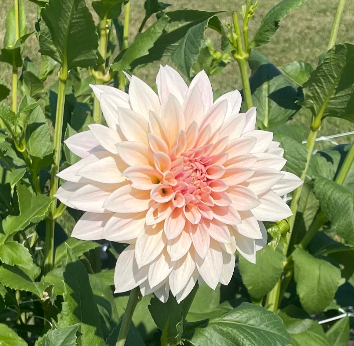 Jolene (Cafe Au Lait Mini)