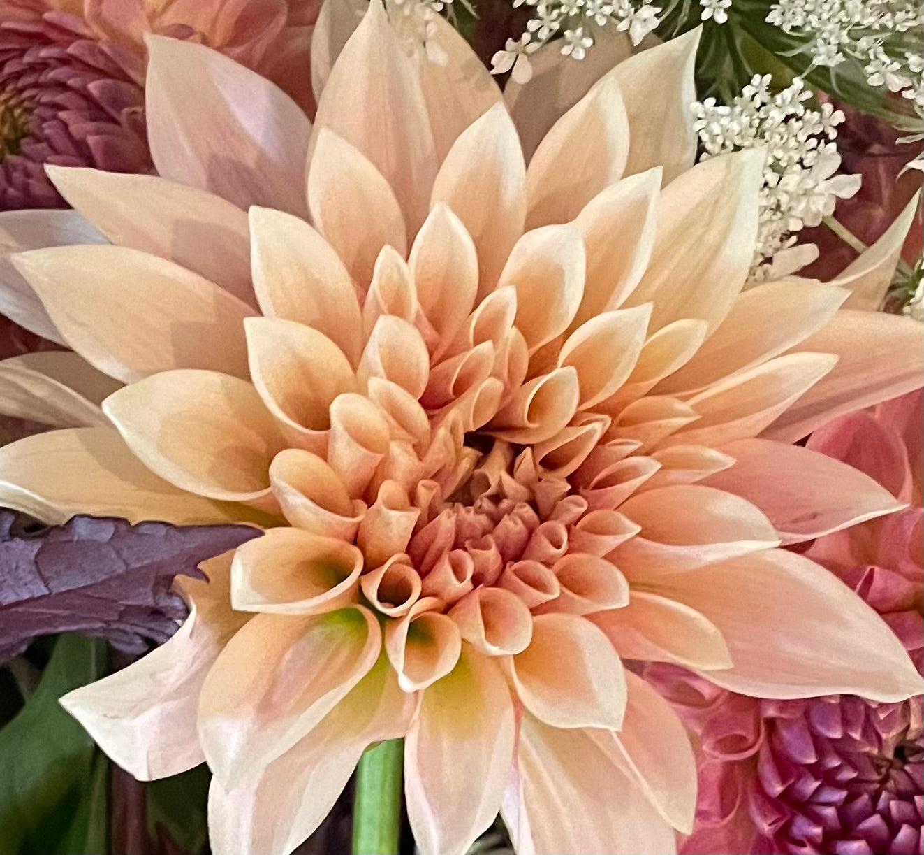 Jolene (Cafe Au Lait Mini)