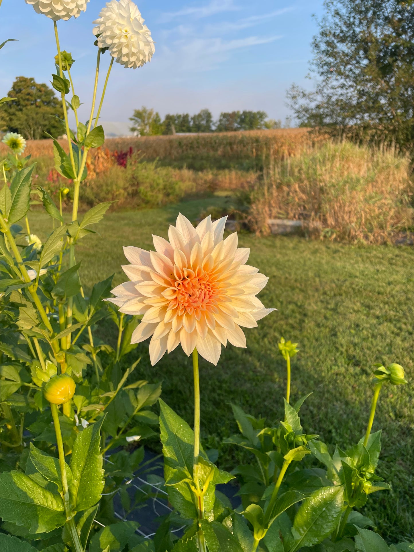Jolene (Cafe Au Lait Mini)