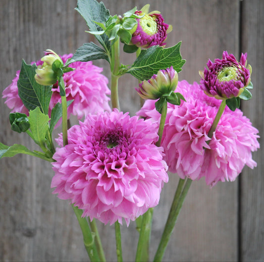 Ferncliff Pincushion