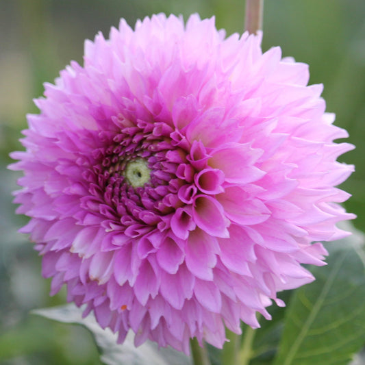 Ferncliff Pincushion