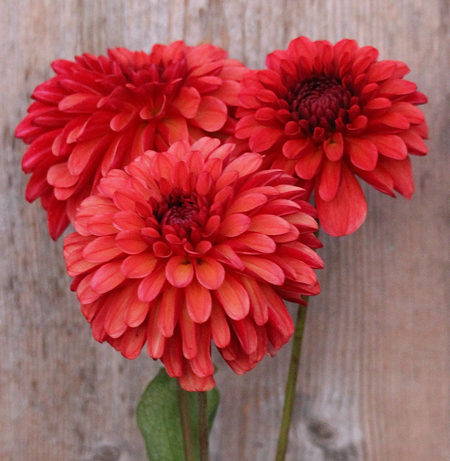 Ferncliff Cinnamon