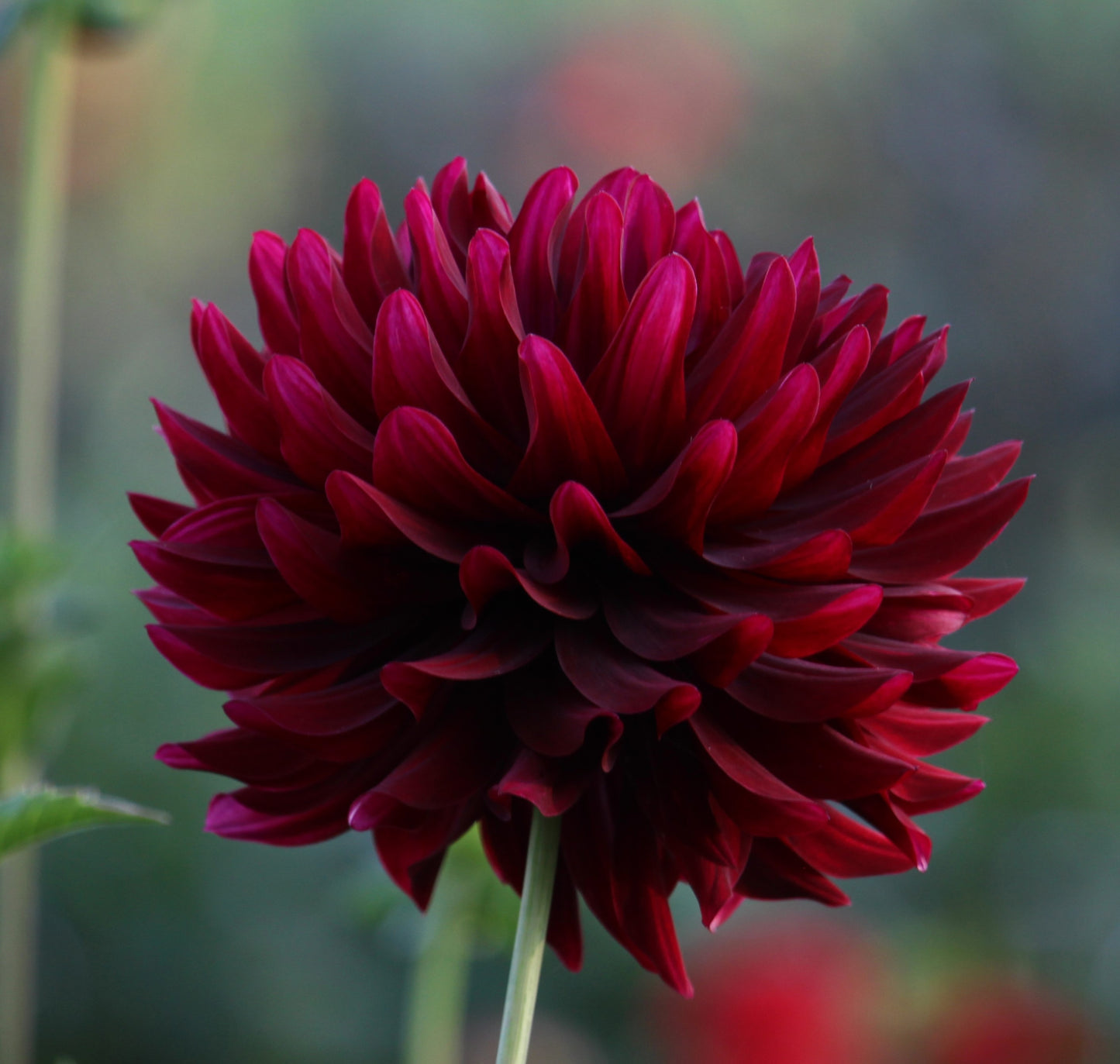 Hollyhill Black Beauty