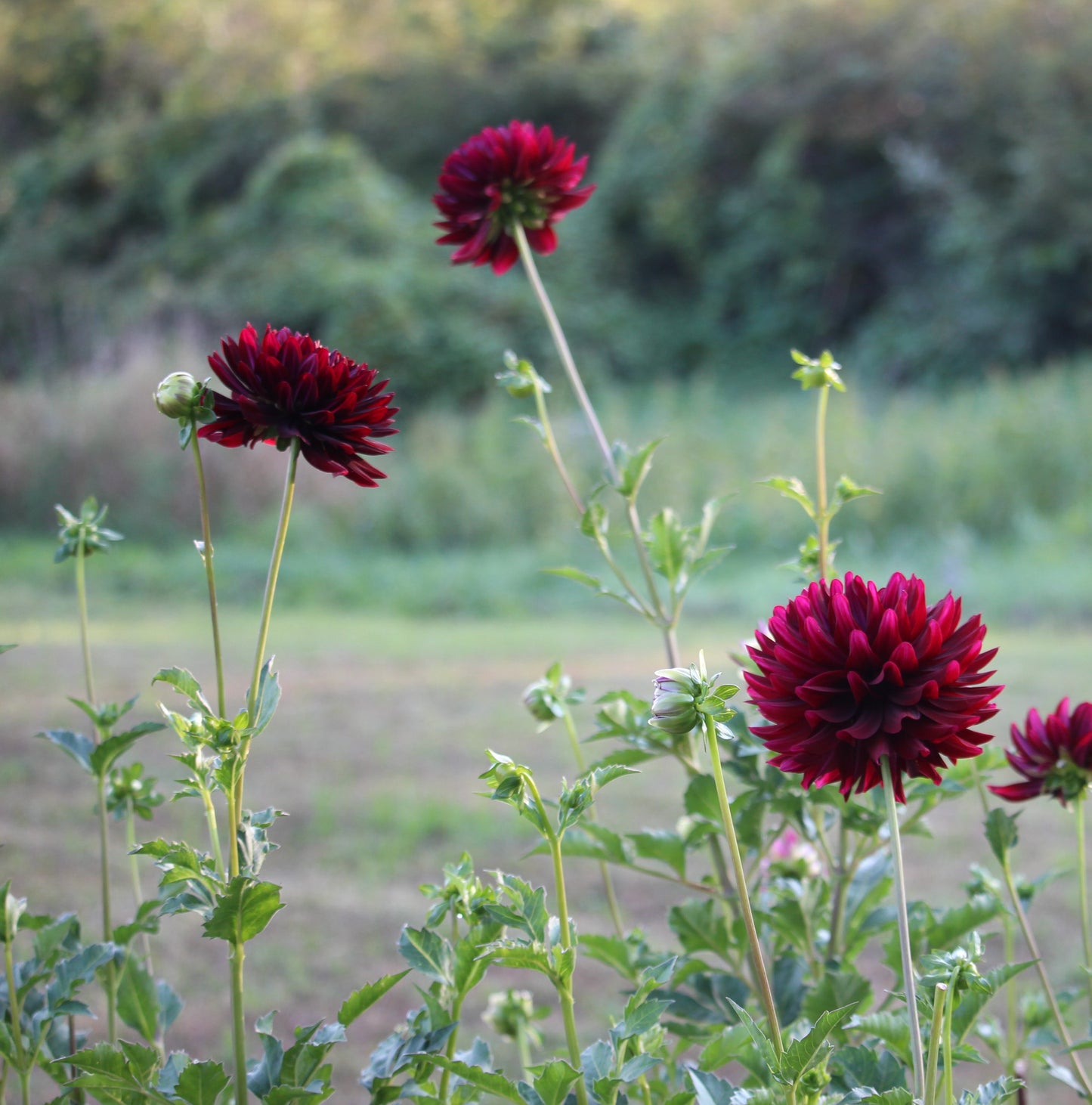 Hollyhill Black Beauty