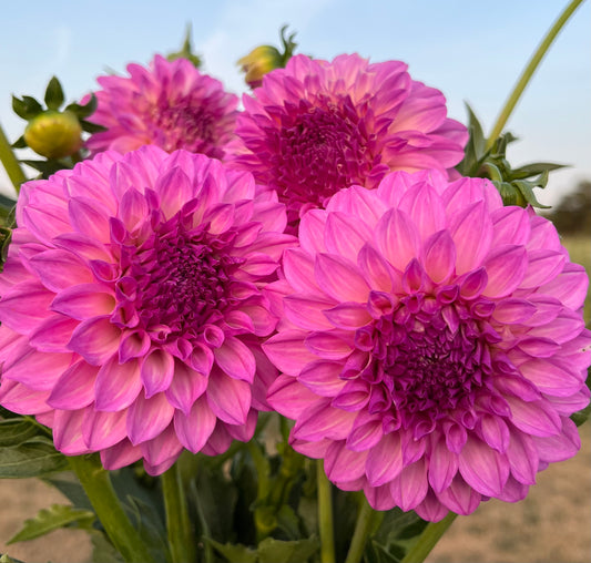 20th Ave Pure Prince