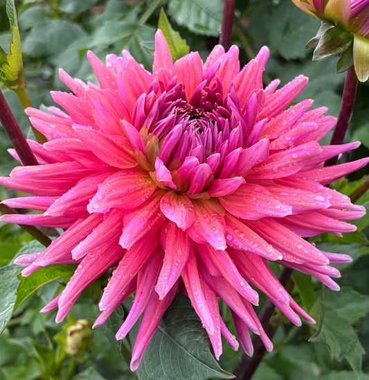 Allen's Smokey Skies