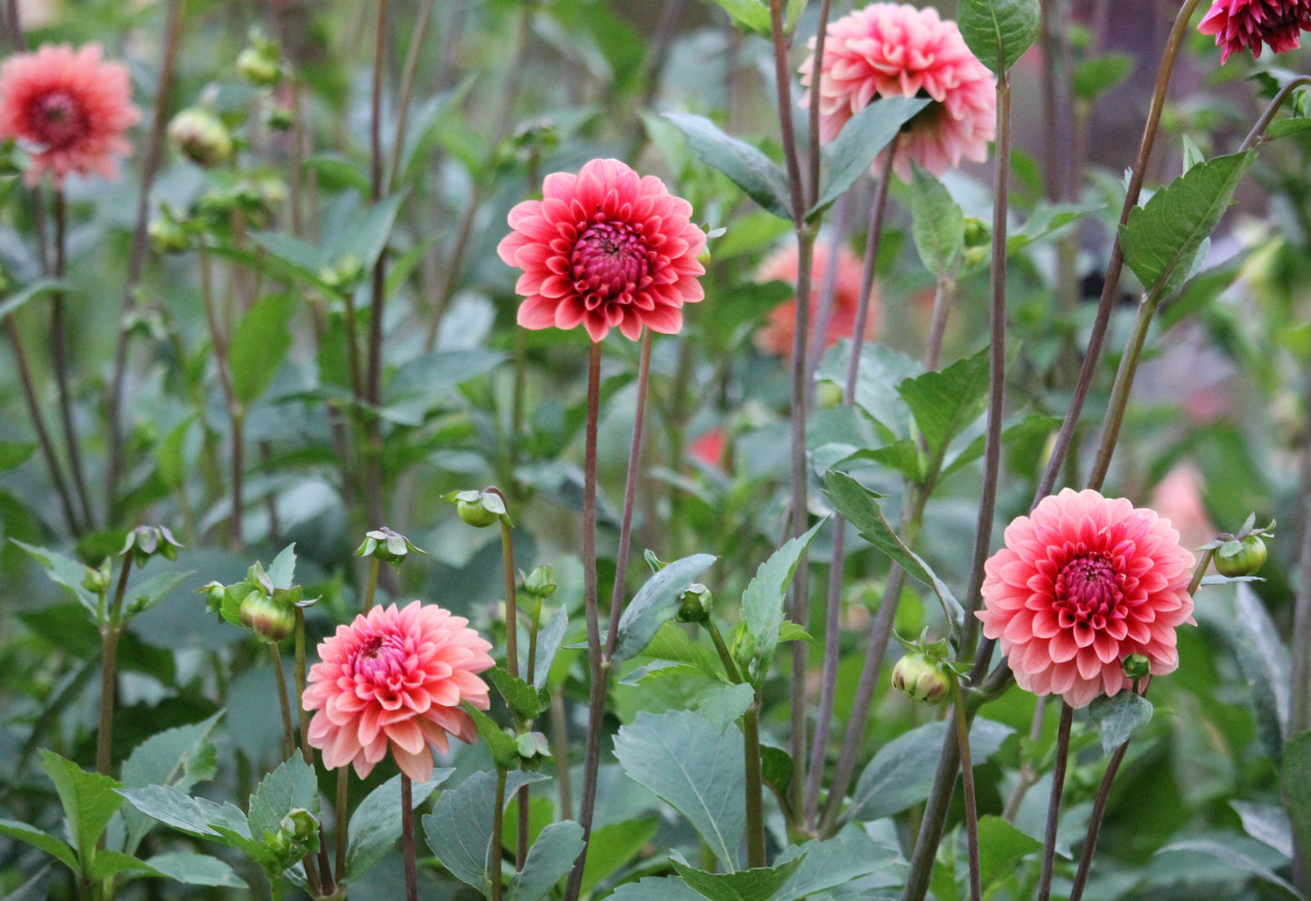 Letterkenny Hope's Gift