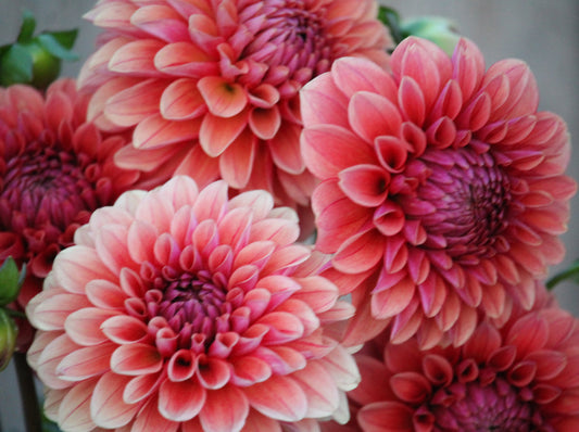 Letterkenny Hope's Gift