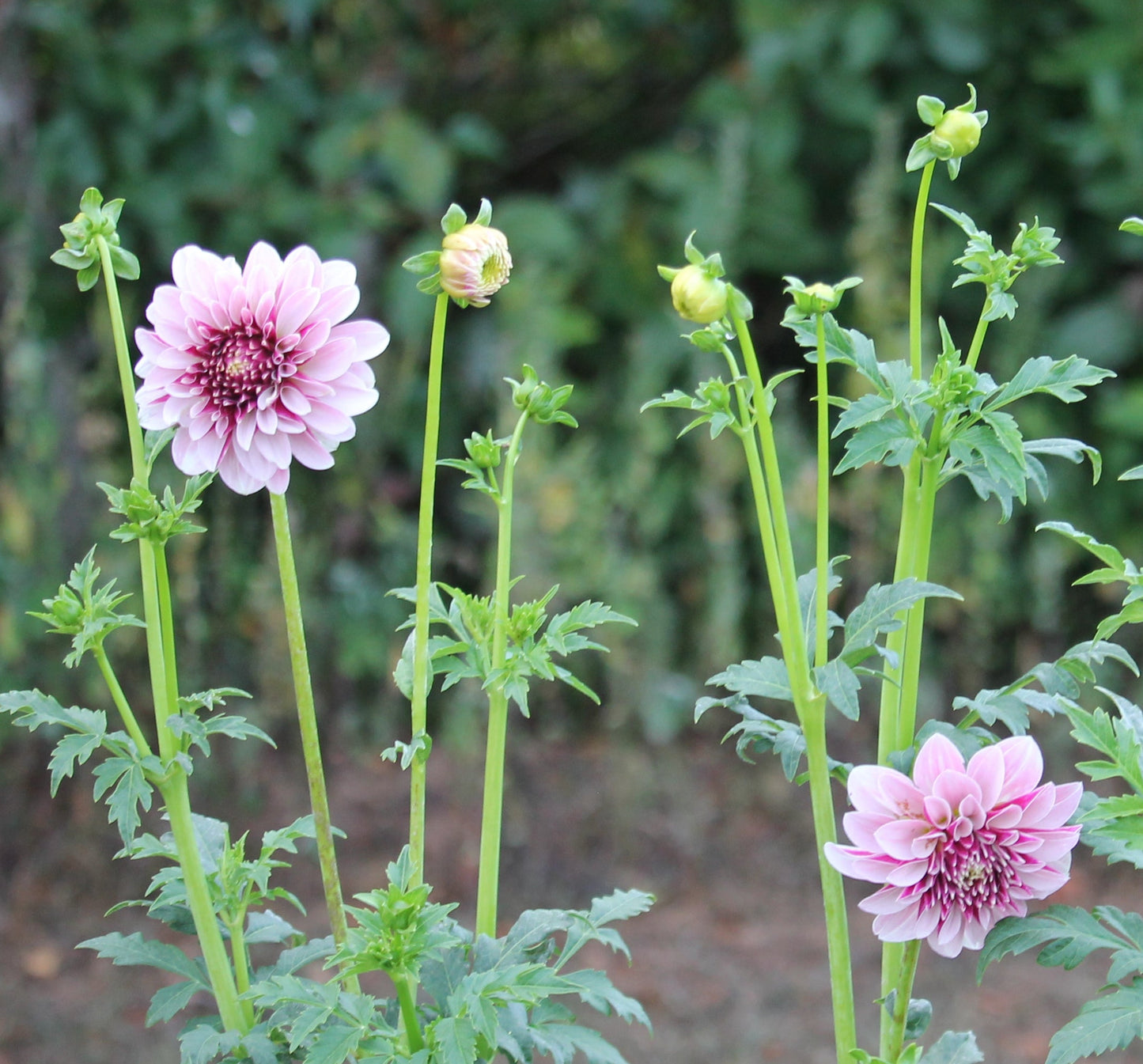 Salish Twilight Girl