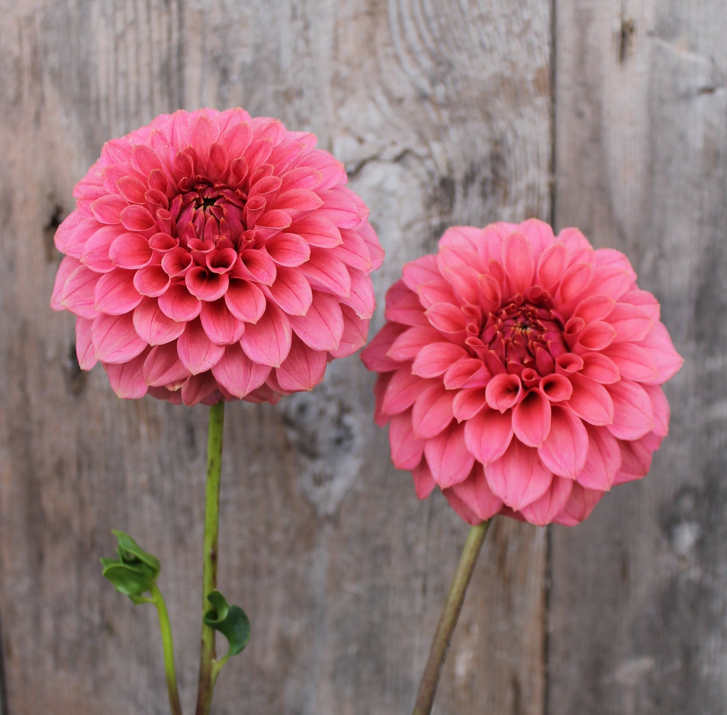 Dahlias