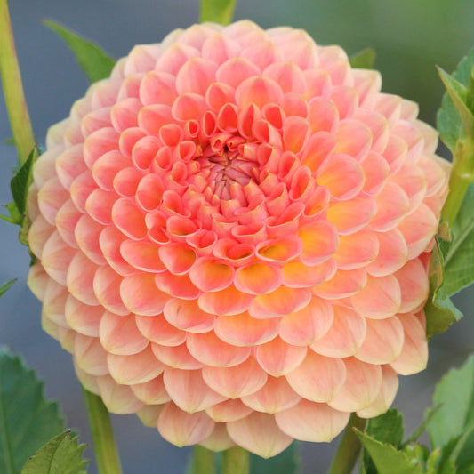 20th Ave Softer Peach