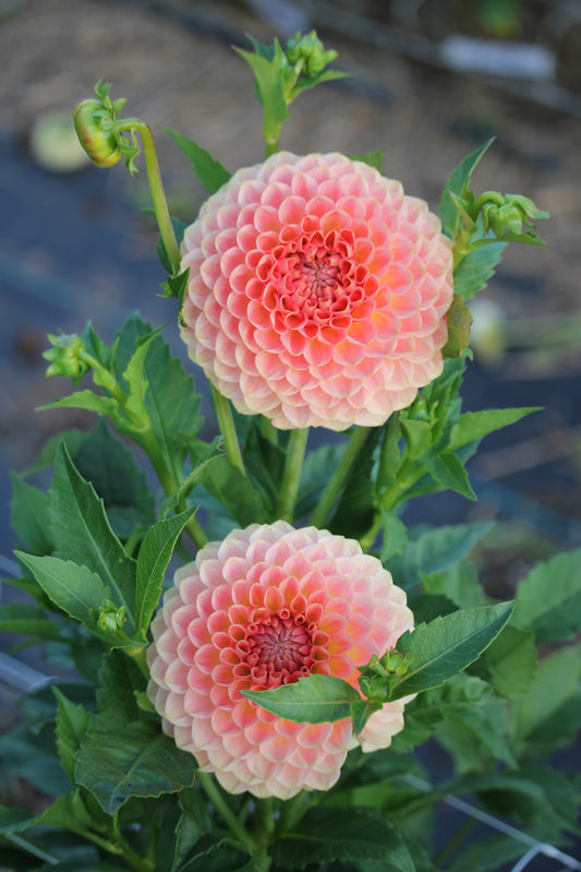 20th Ave Softer Peach