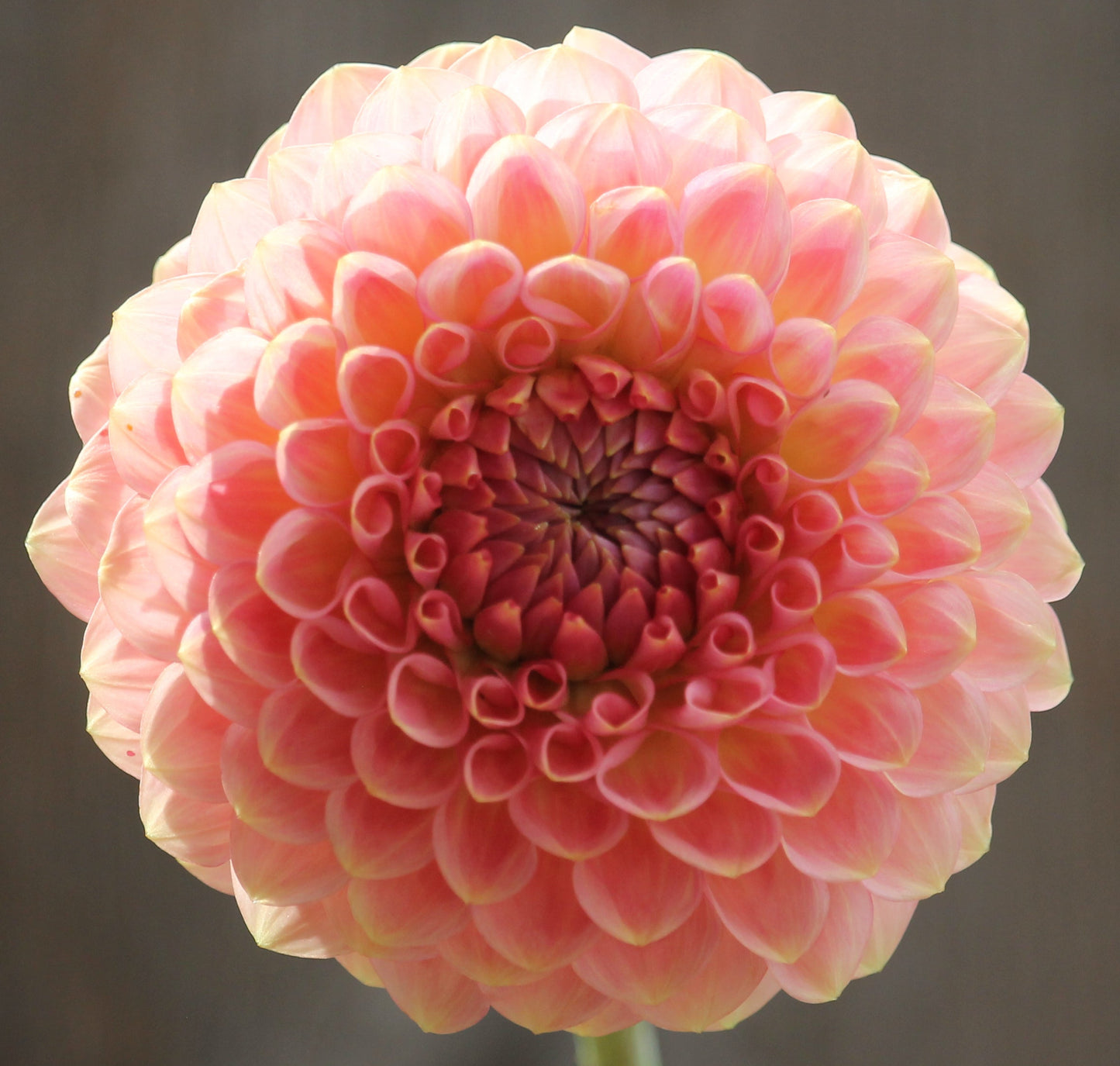 20th Ave Softer Peach