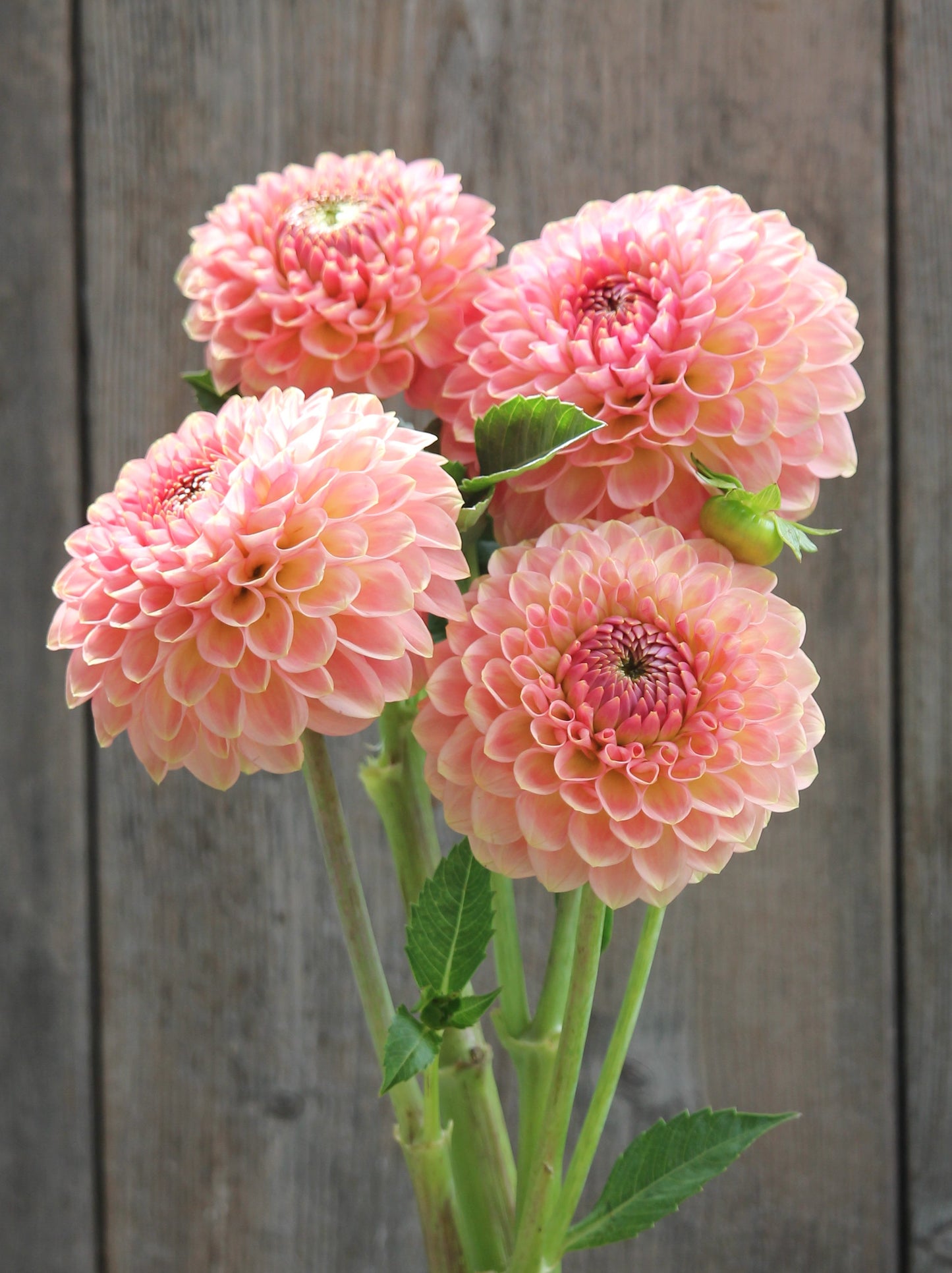 20th Ave Softer Peach