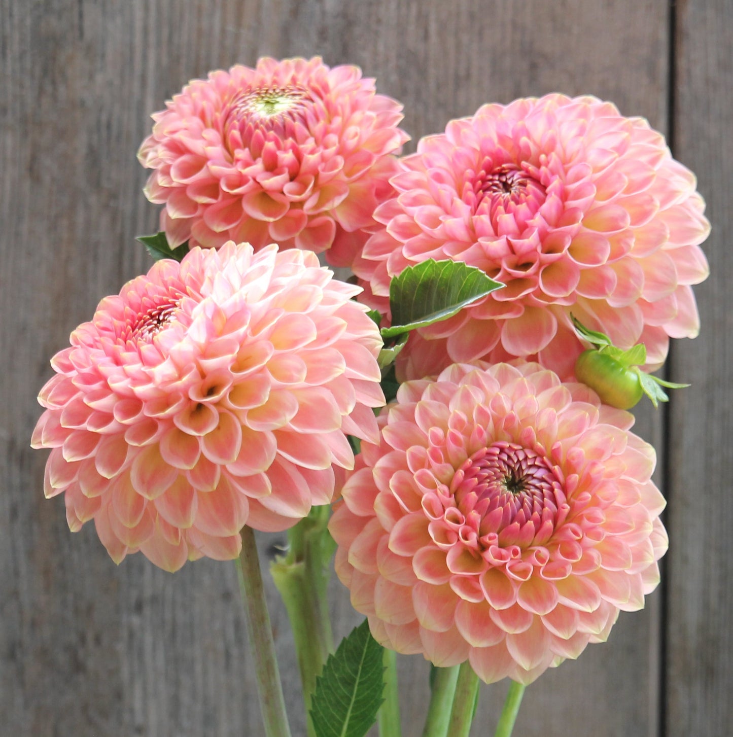 20th Ave Softer Peach