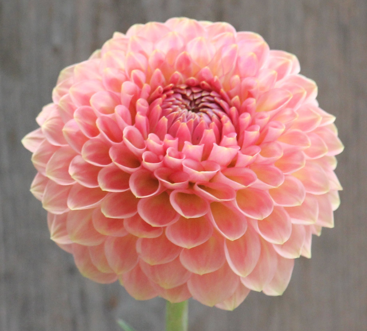 20th Ave Softer Peach