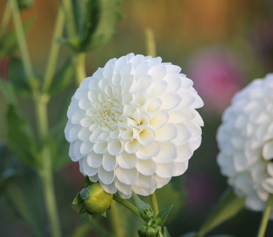 20th Ave & Baker Rd.