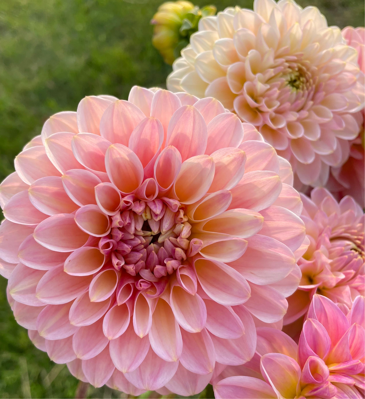 Acnid Roses Arnside Rose – greenerpasturesns