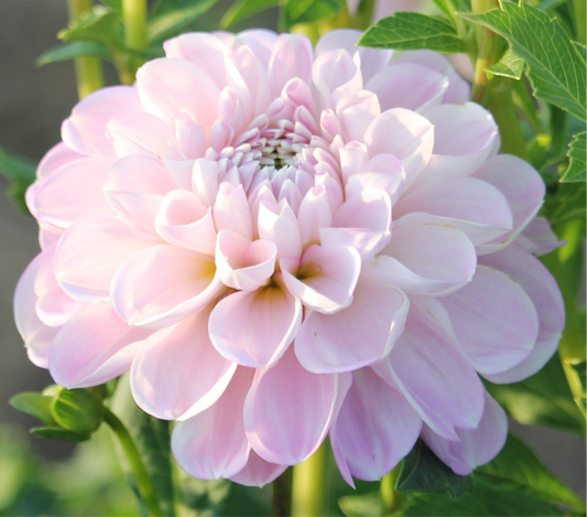 Marionberry Milkshake