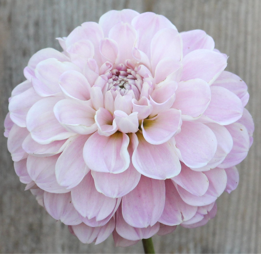 Marionberry Milkshake