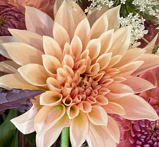 Jolene (Cafe Au Lait Mini)