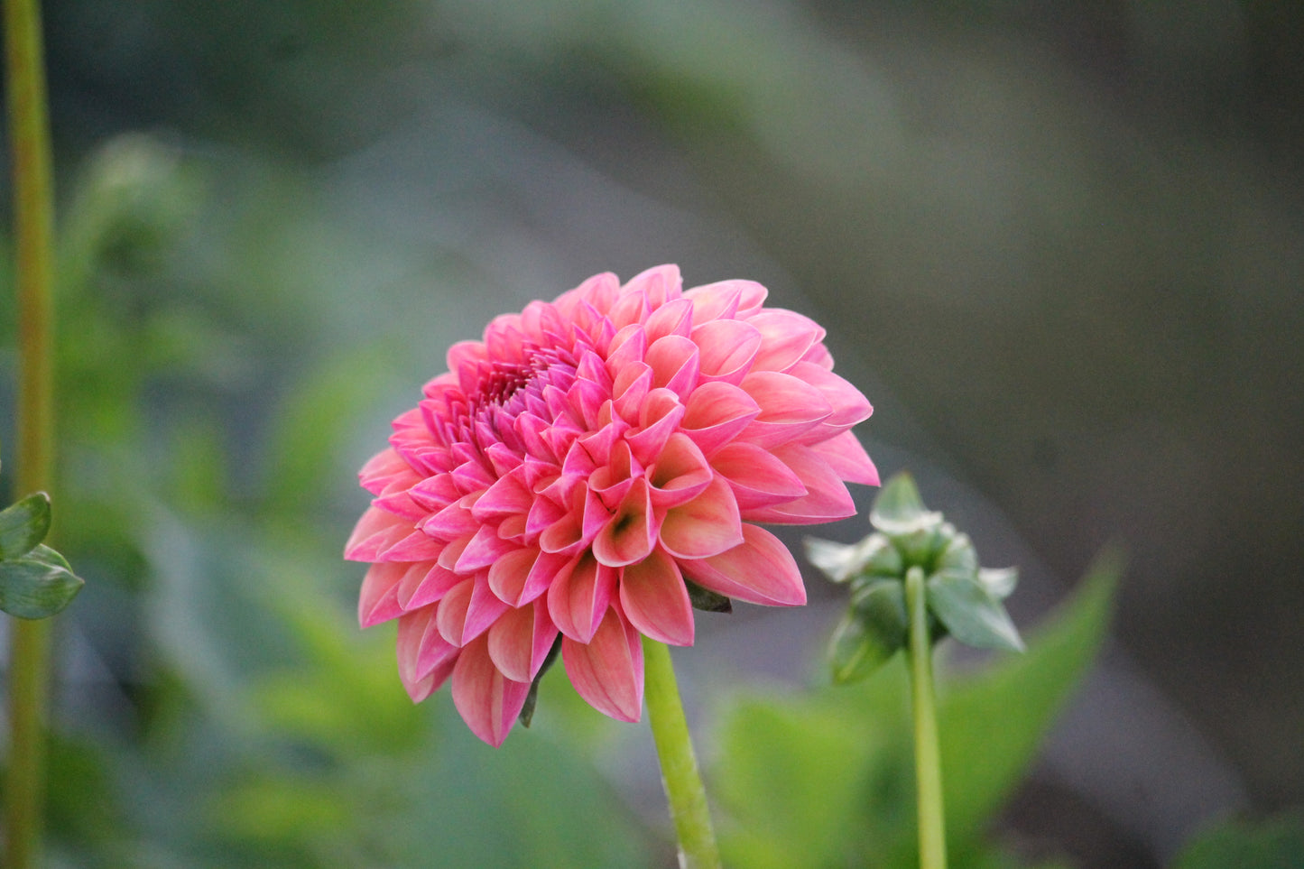 Cecil