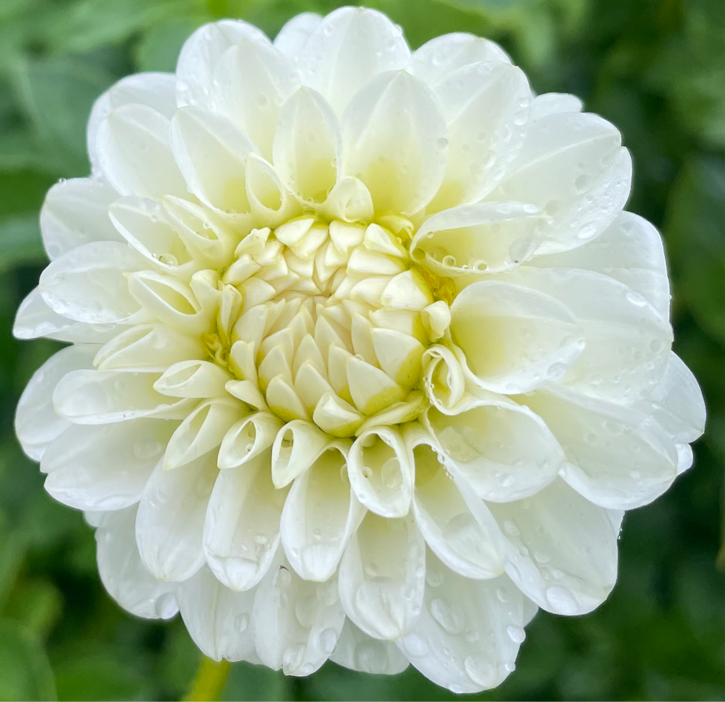 White Aster*