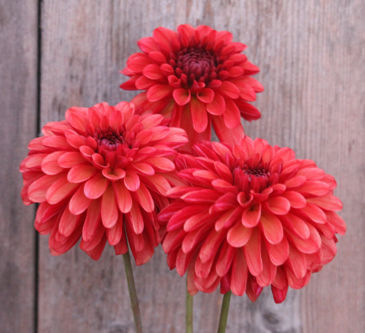 Ferncliff Cinnamon