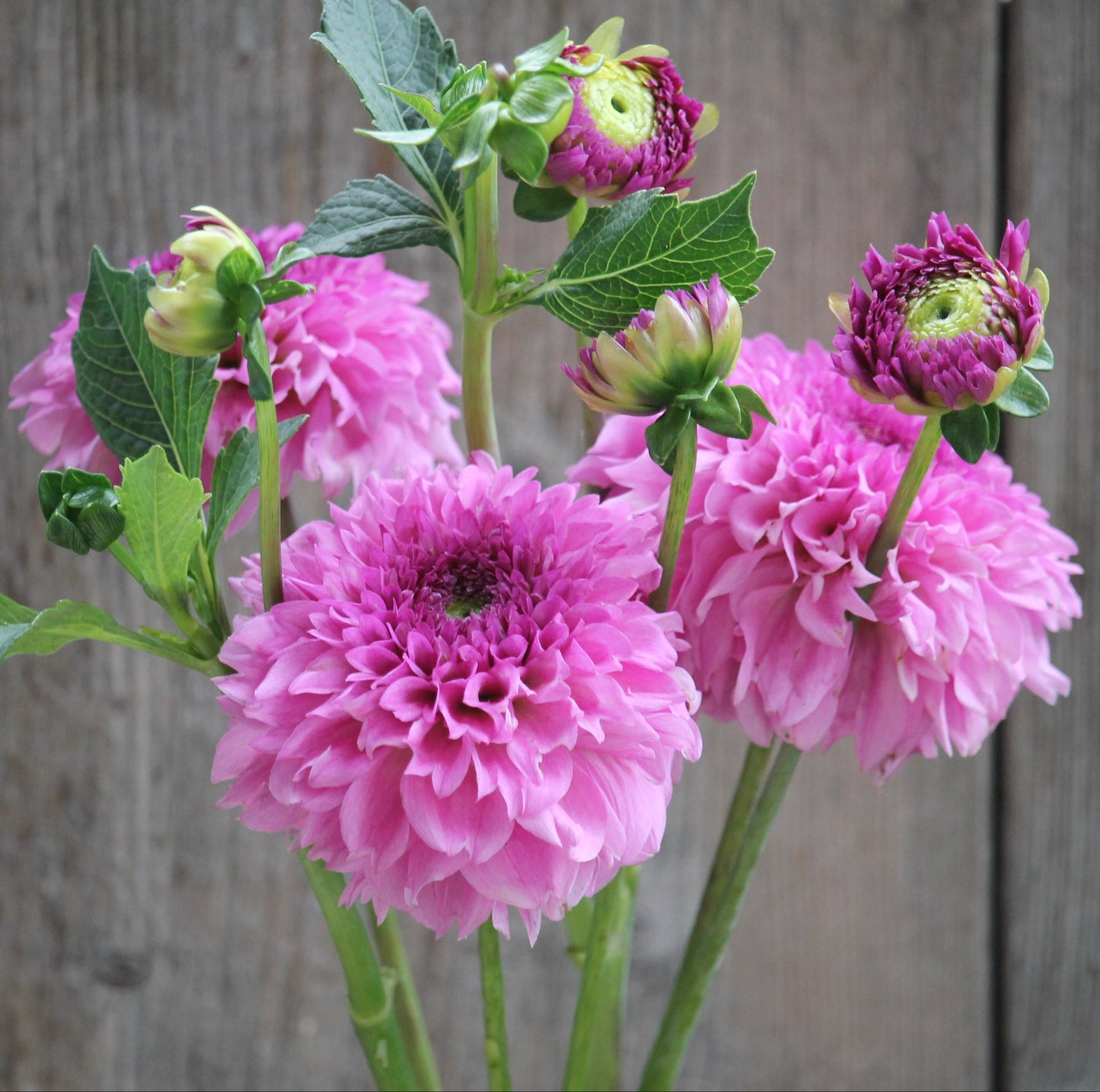 Ferncliff Pincushion