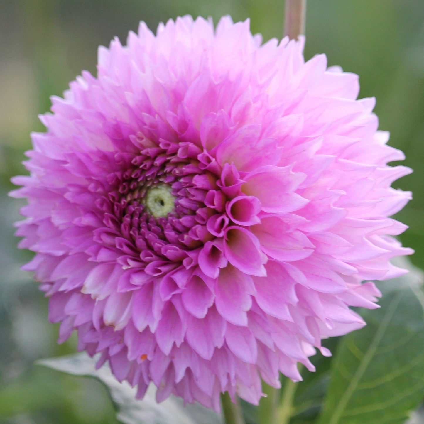 Ferncliff Pincushion