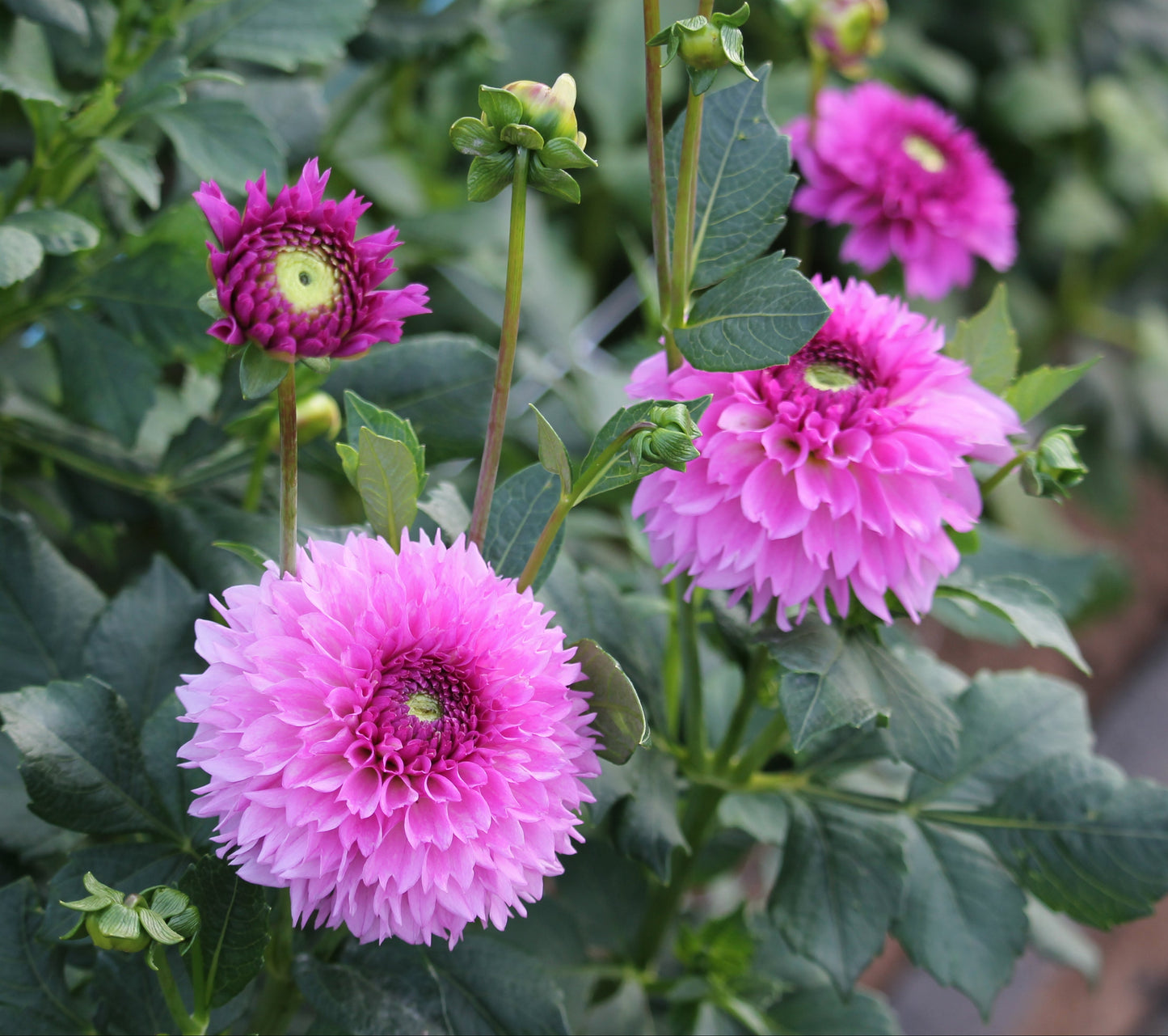 Ferncliff Pincushion