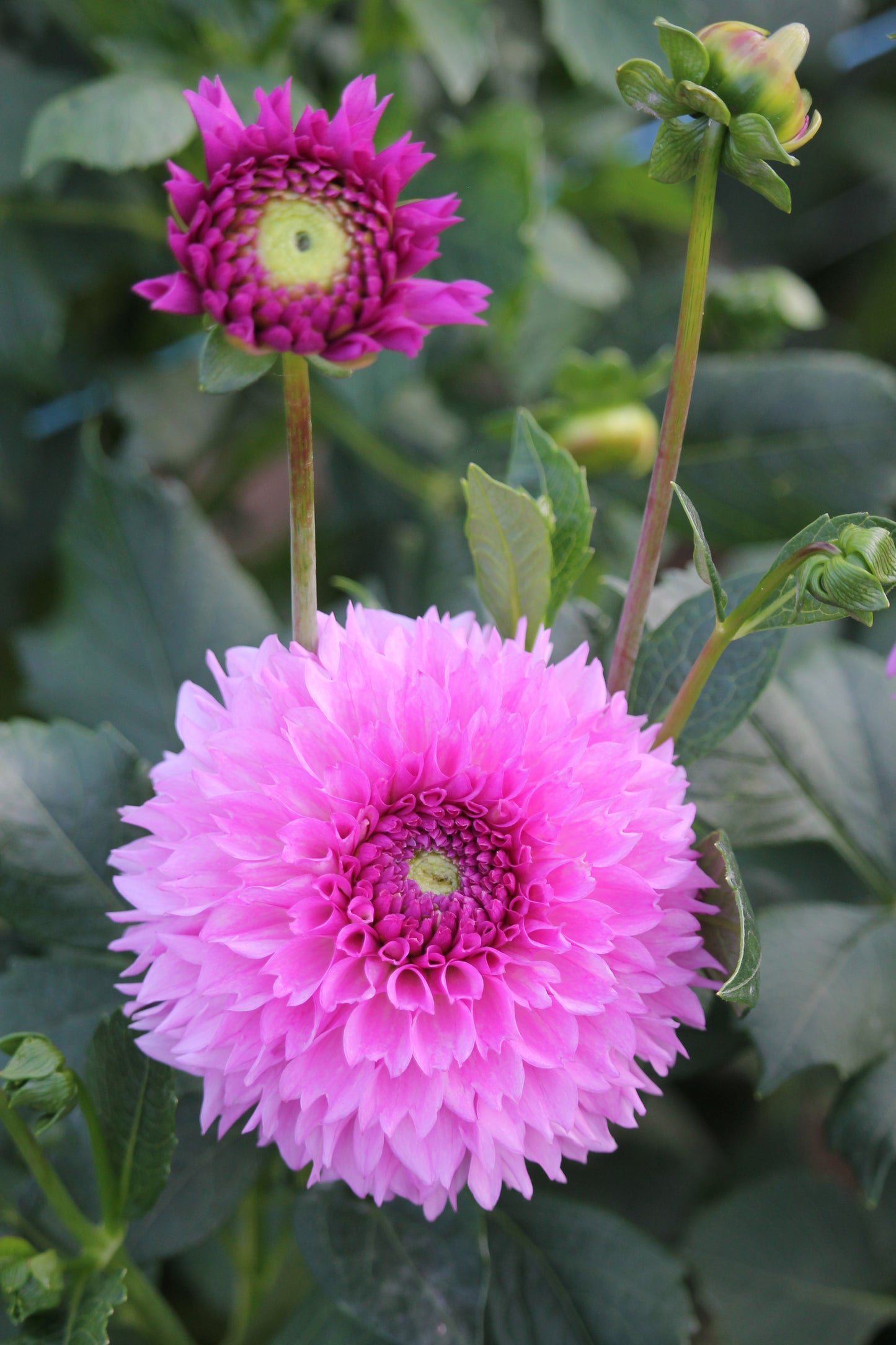 Ferncliff Pincushion
