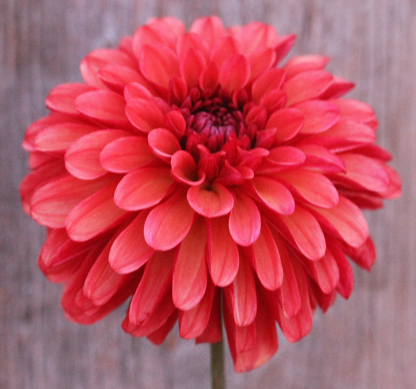 Ferncliff Cinnamon