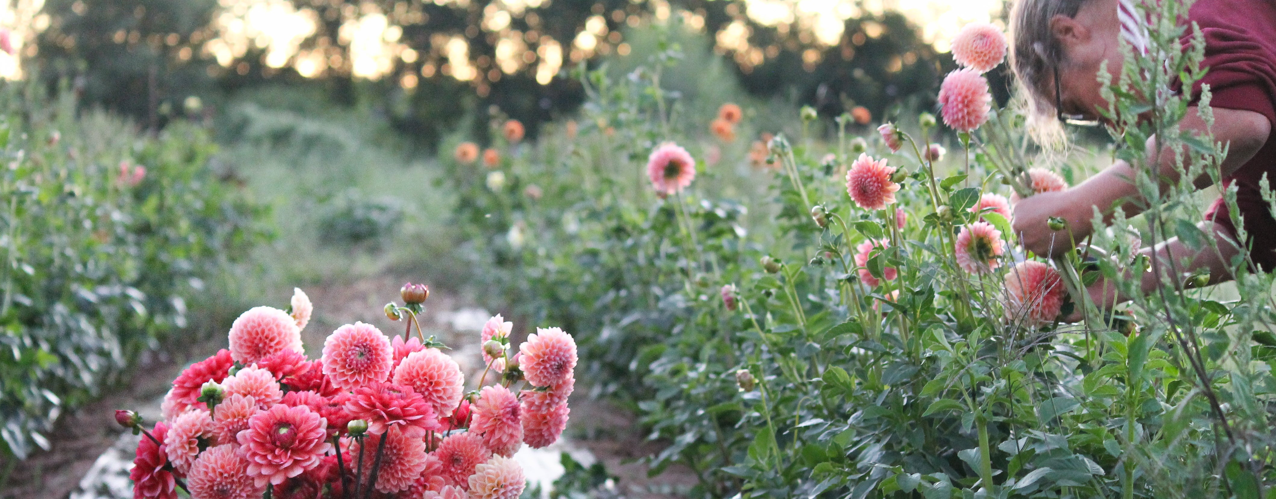 Greener Pastures Farm – greenerpasturesns