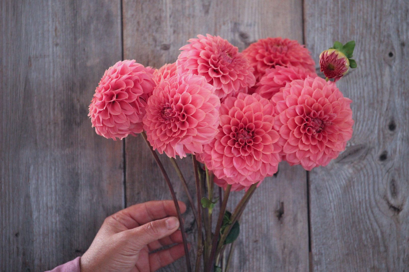 KA's Keltie Rose – greenerpasturesns