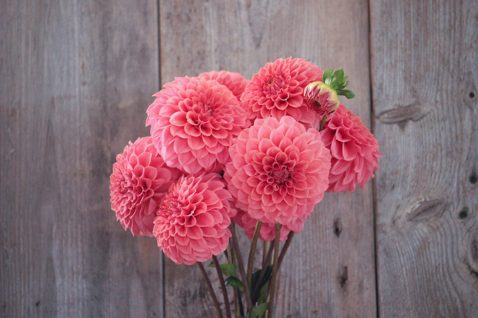 KA's Keltie Rose – greenerpasturesns