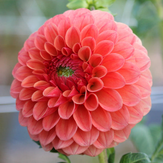 KA’s® Blood Orange