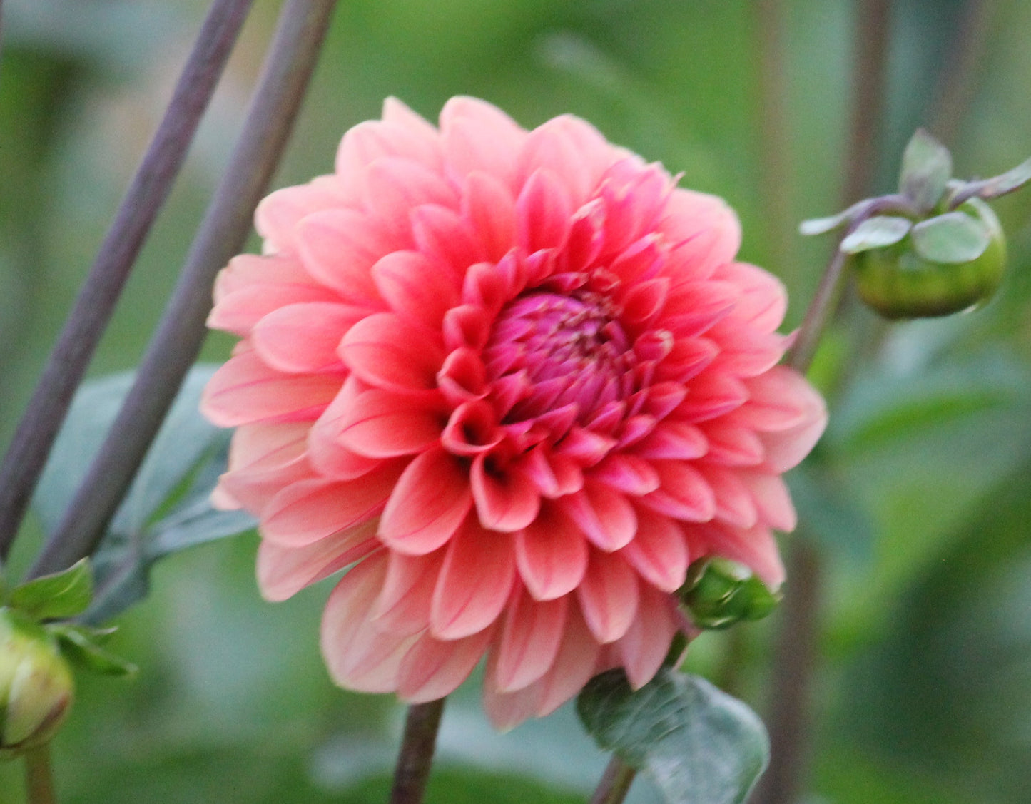 Letterkenny Hope's Gift