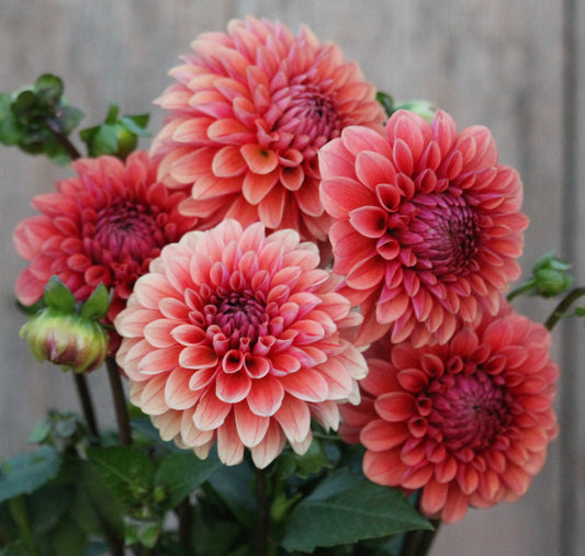 Letterkenny Hope's Gift