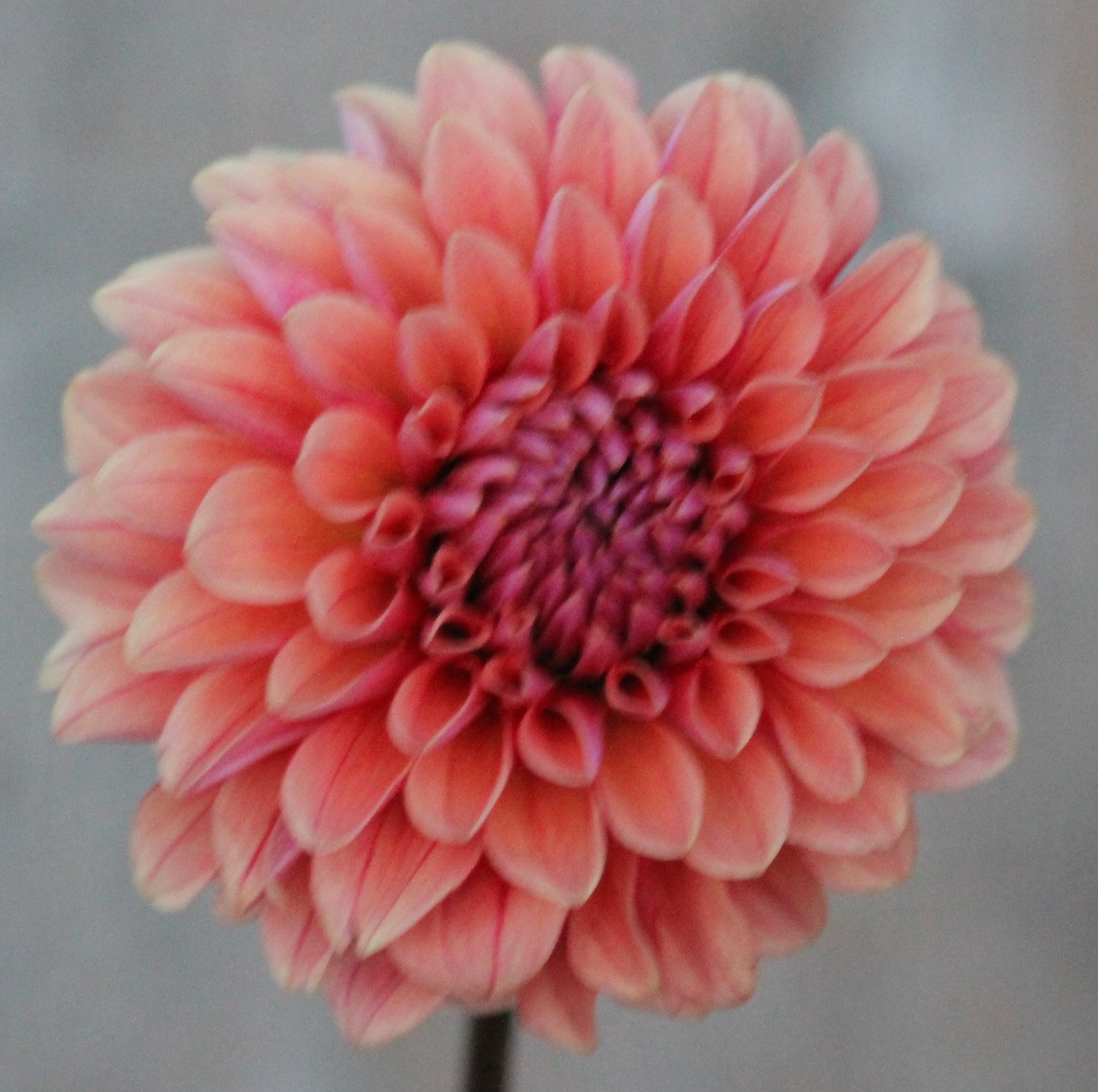 Letterkenny Hope's Gift