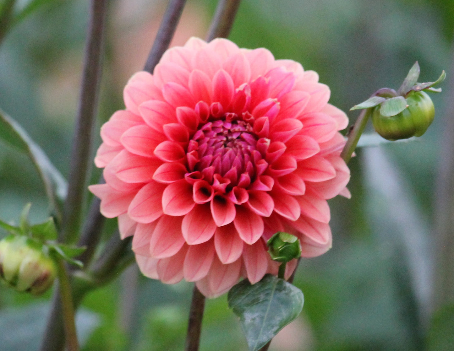 Letterkenny Hope's Gift