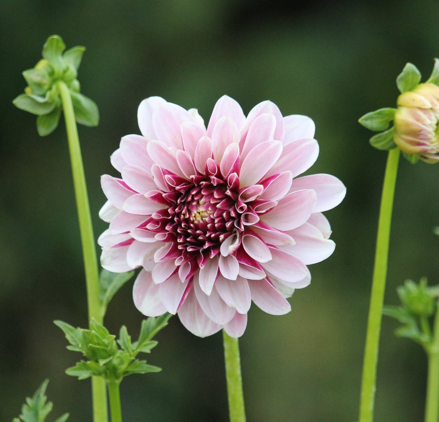 Salish Twilight Girl