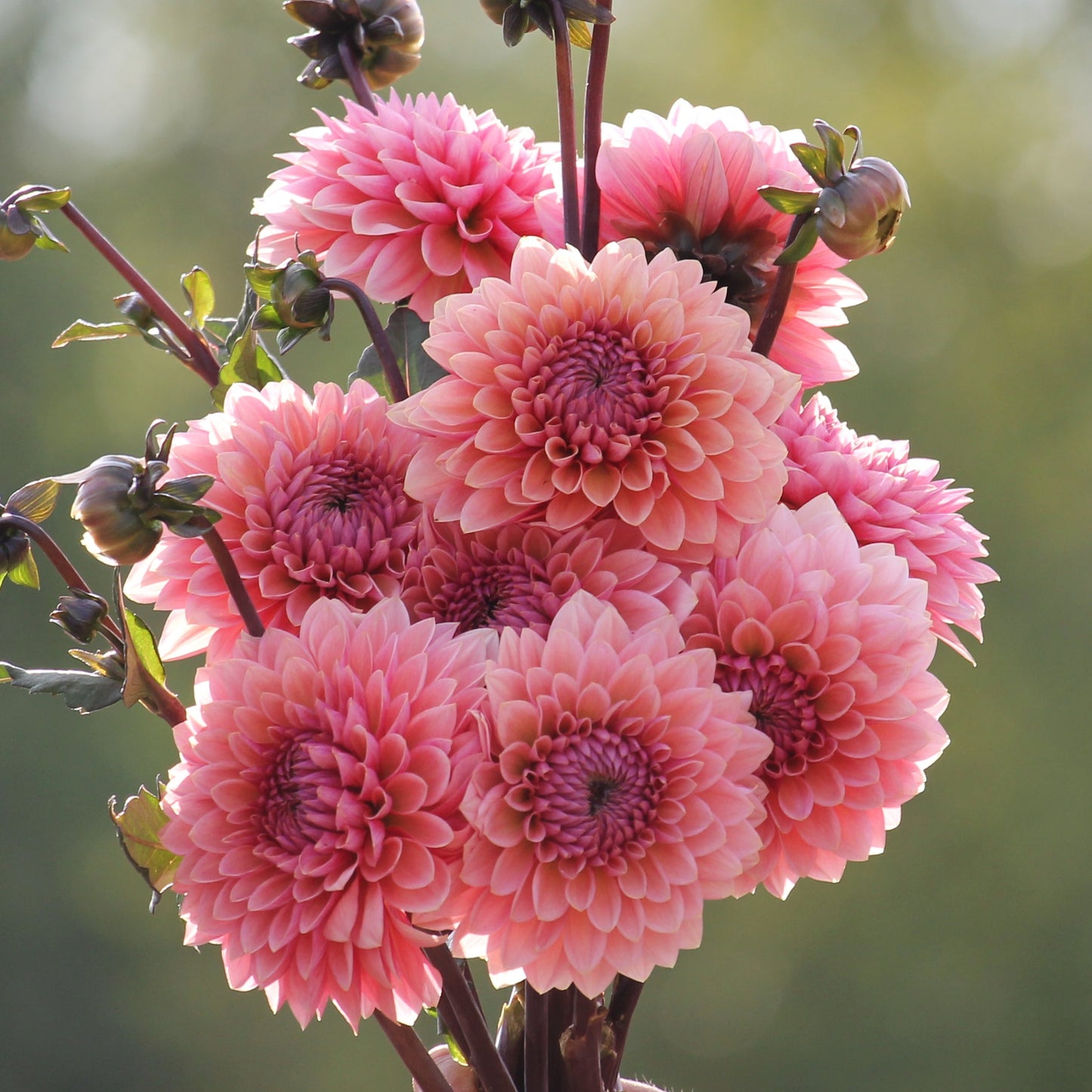 Sweet Sanne