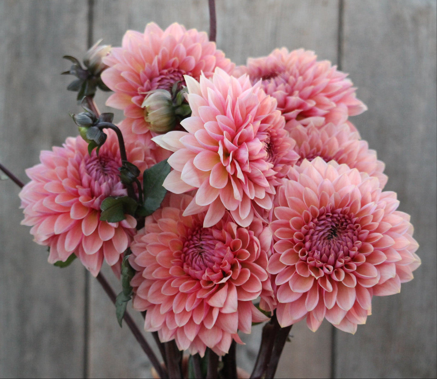 Sweet Sanne