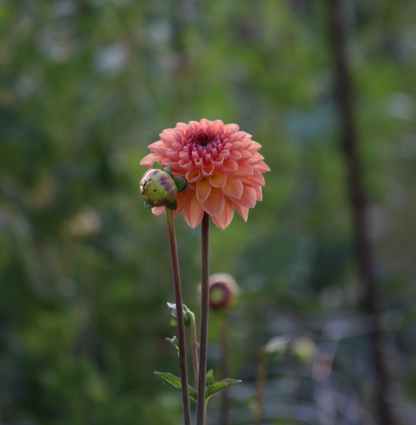 Orange Breeze*